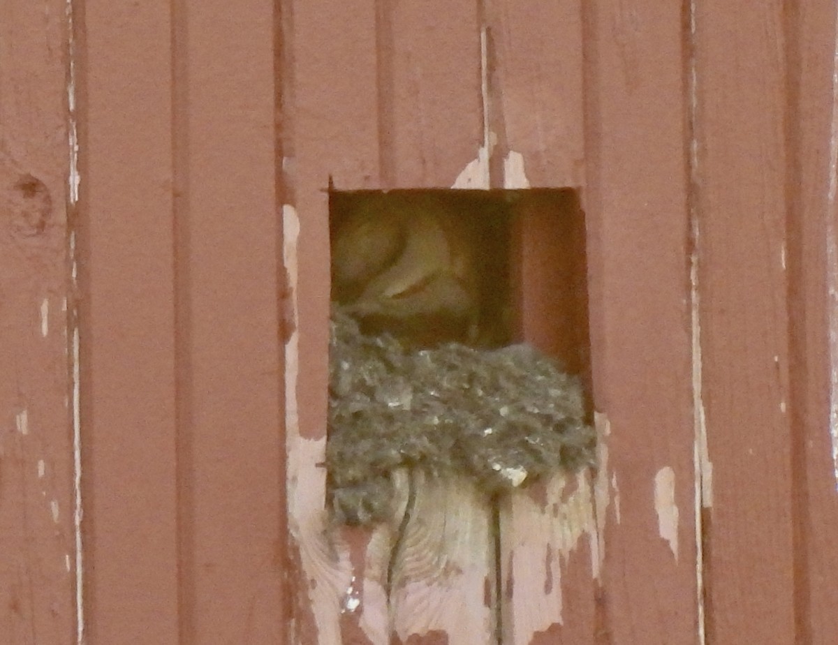 Barn Owl - Sheryl Lazenby