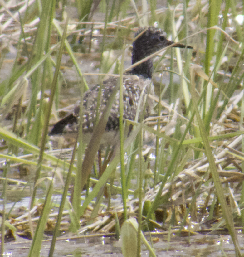 Solitary Sandpiper - Learning Landon