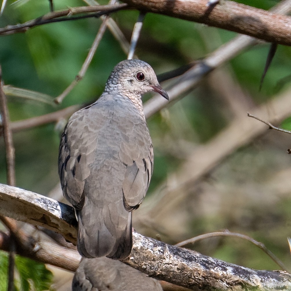 Common Ground Dove - ML618118796