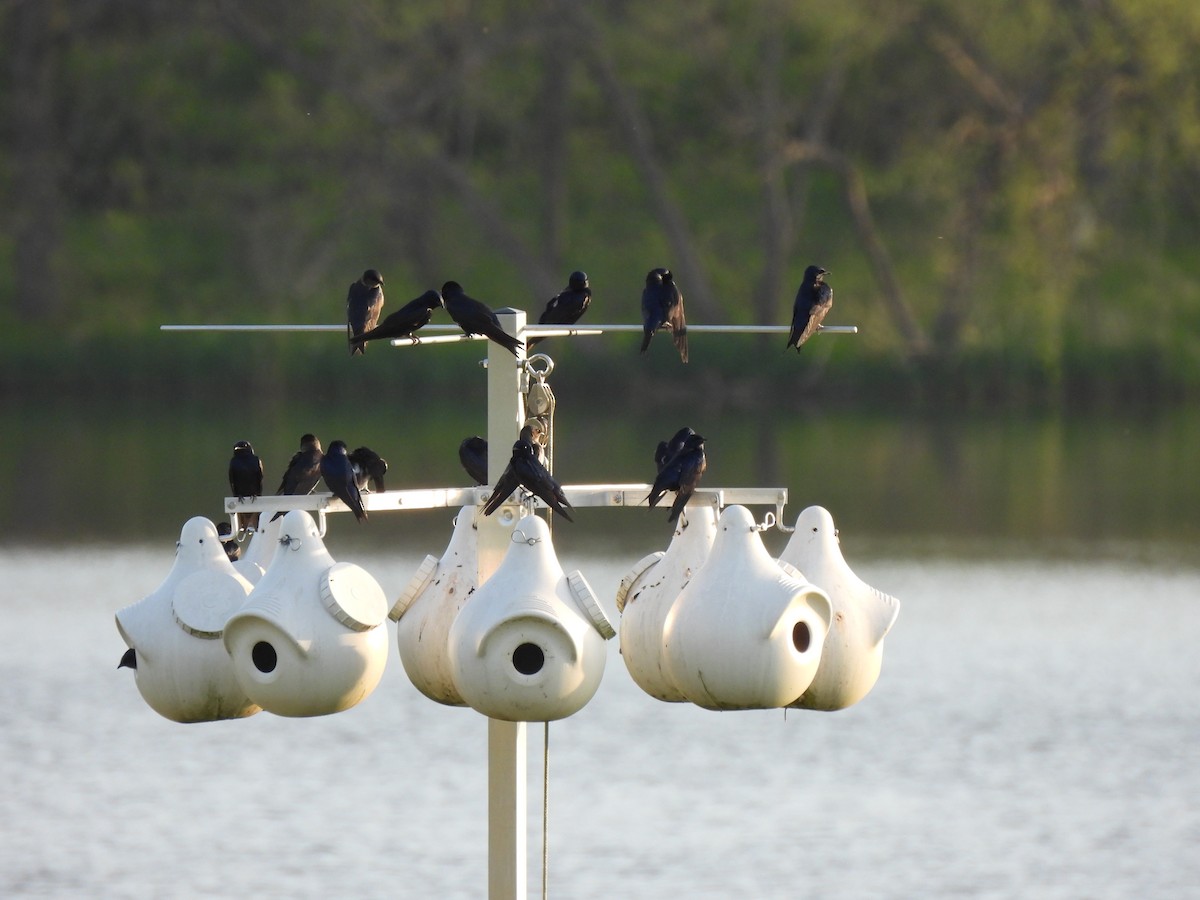 Purple Martin - ML618118798