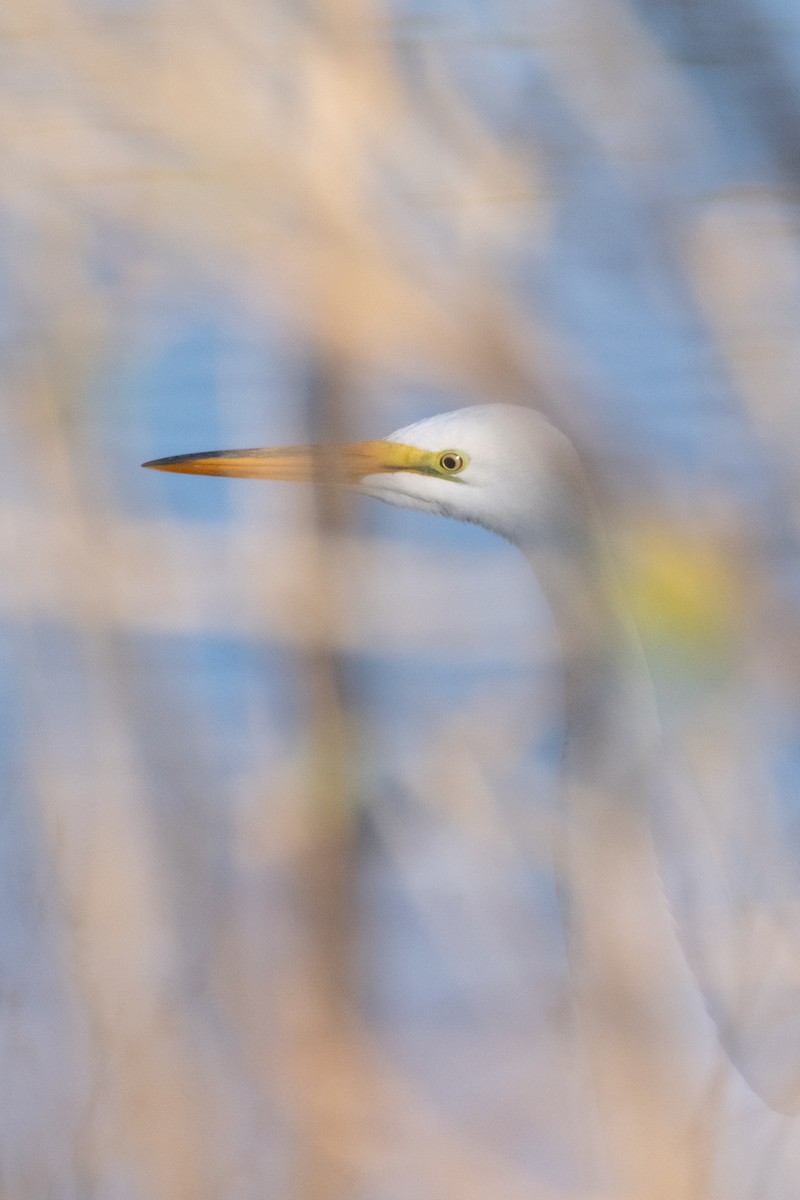 Great Egret - Rita Flohr