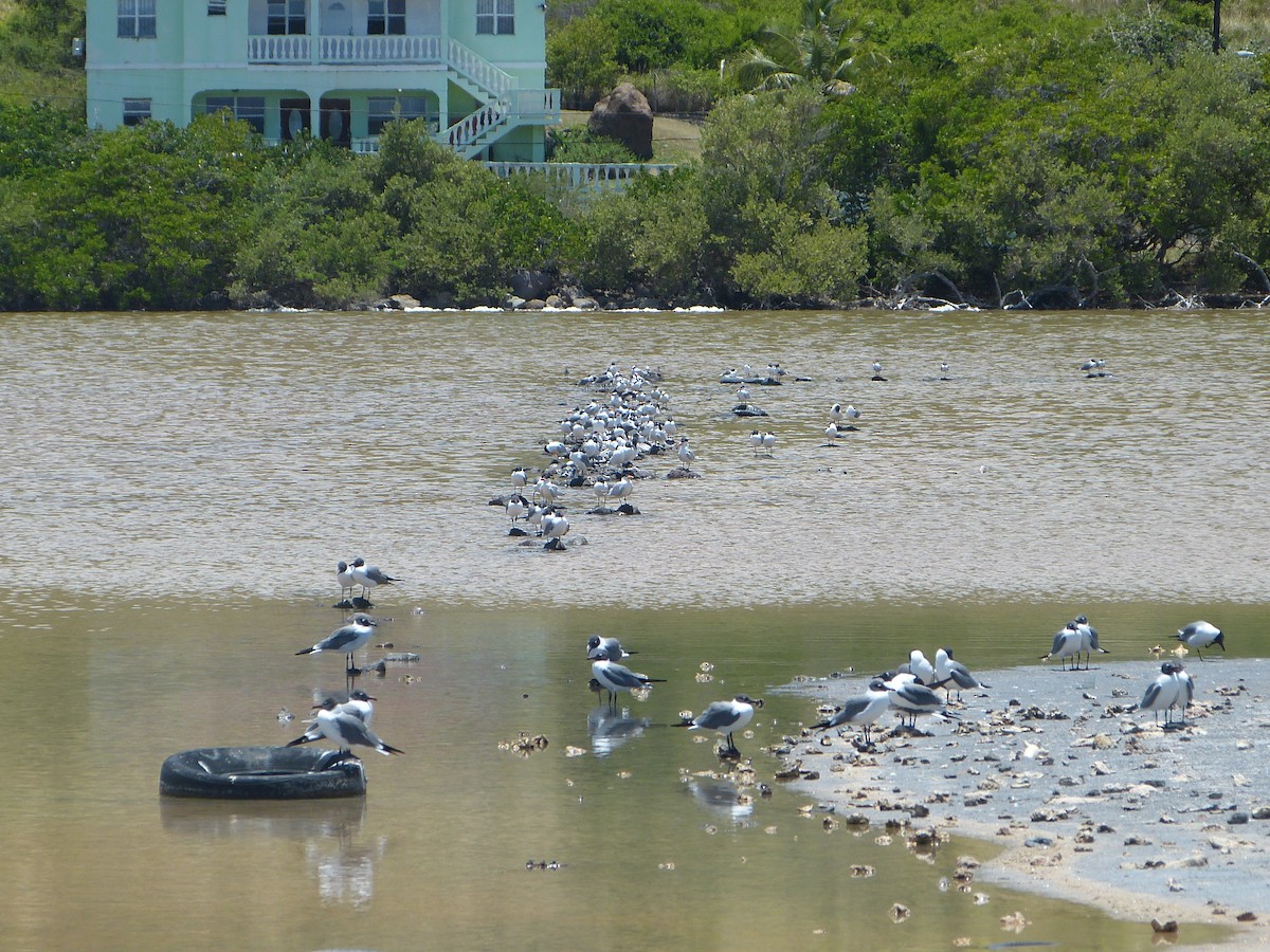 Laughing Gull - Michael Ryan