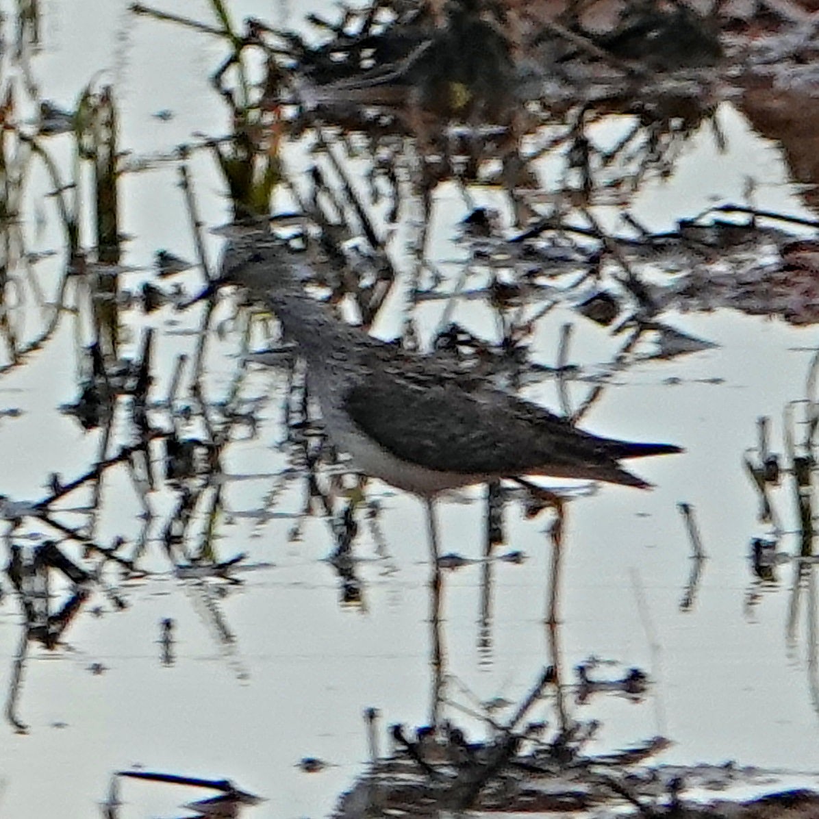 Lesser Yellowlegs - ML618118802