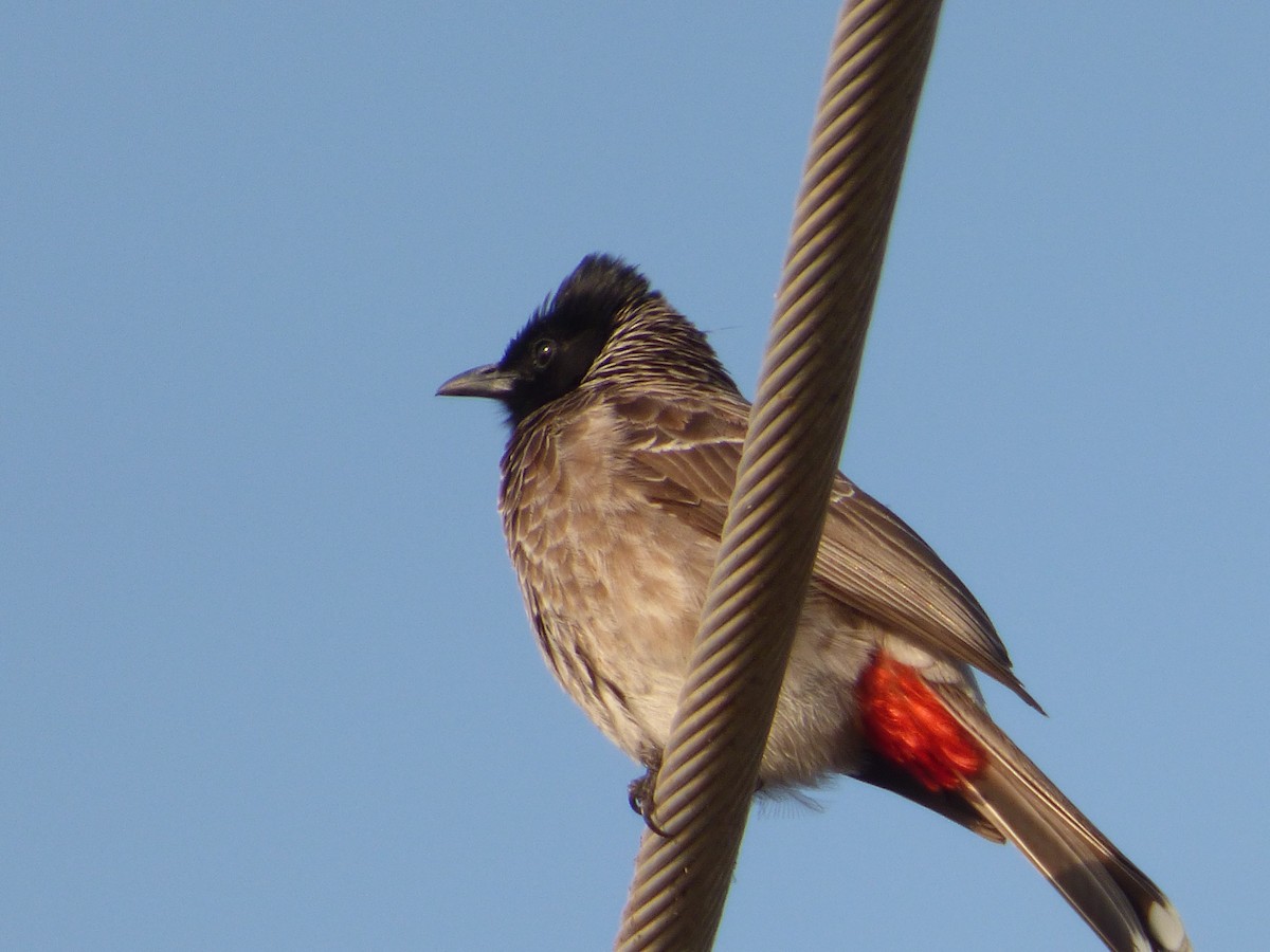 Red-vented Bulbul - ML618118803