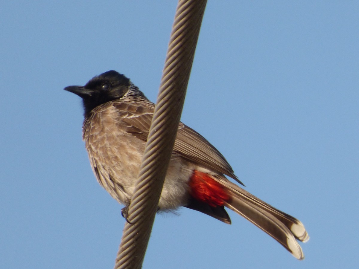 Red-vented Bulbul - ML618118804