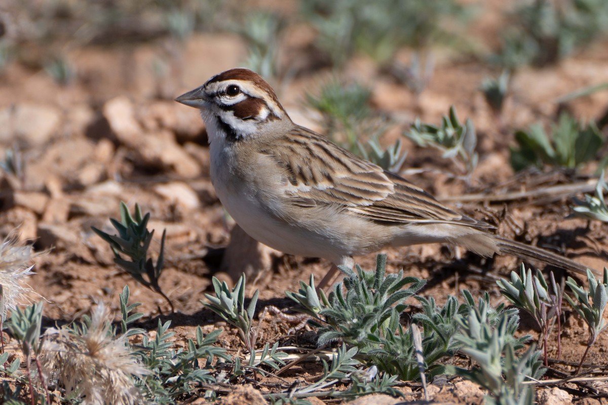 Lark Sparrow - Susan Elliott