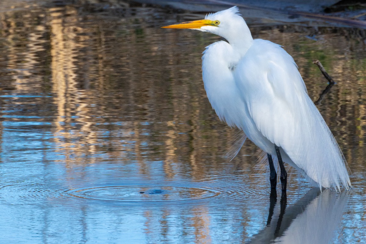 Great Egret - Rita Flohr