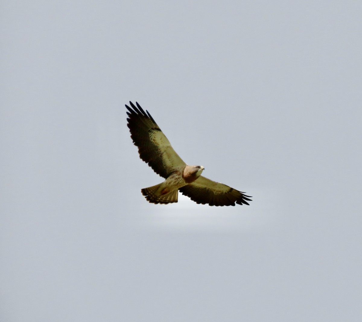 Swainson's Hawk - Jonathan Montgomery