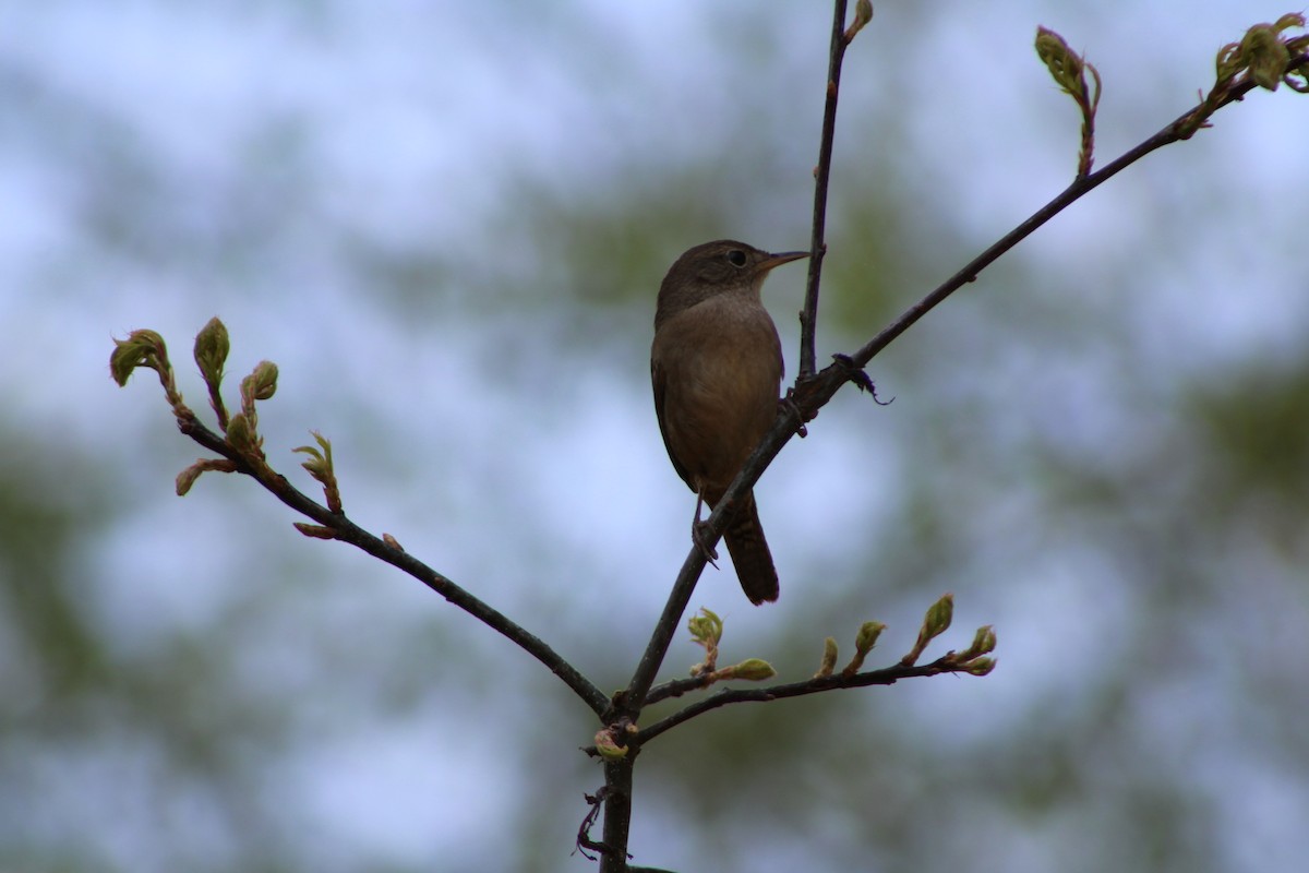 House Wren - ML618118828