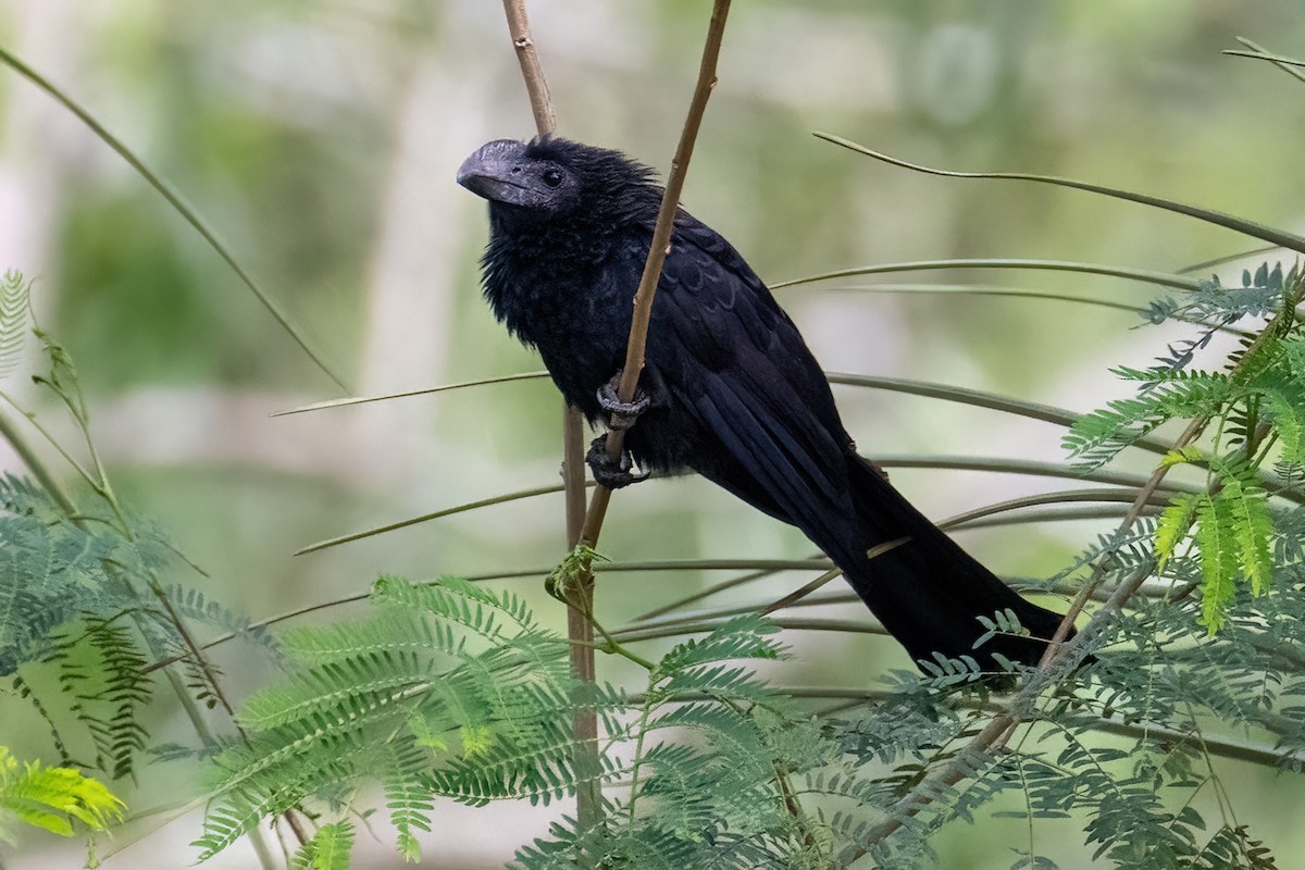 Smooth-billed Ani - ML618118835