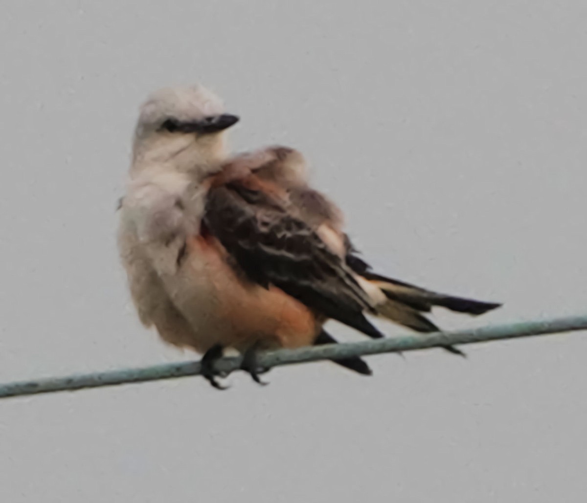 Scissor-tailed Flycatcher - Doug Wassmer