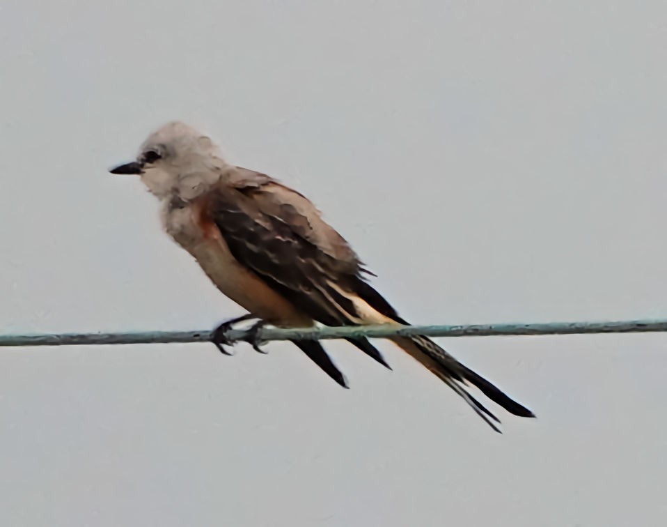 Scissor-tailed Flycatcher - Doug Wassmer