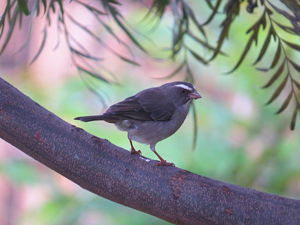 Brown-rumped Seedeater - Andrew Cauldwell