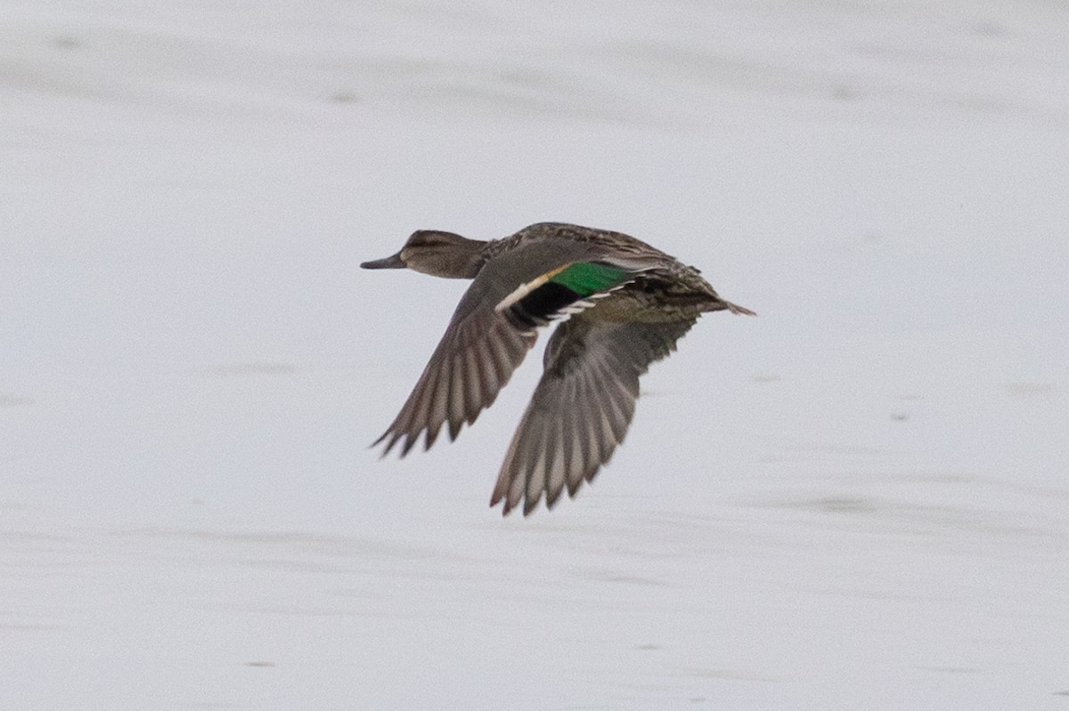 Green-winged Teal - ML618118875
