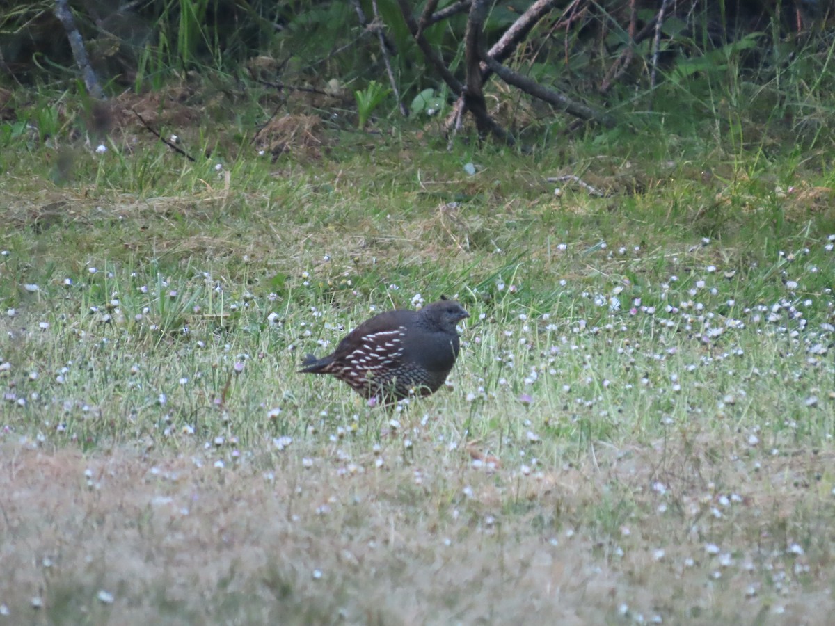 California Quail - ML618118876