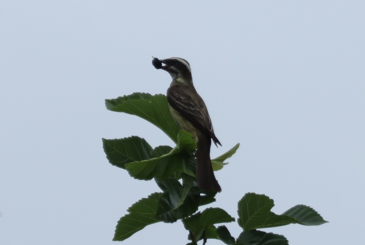 Piratic Flycatcher - Jeff Corcoran