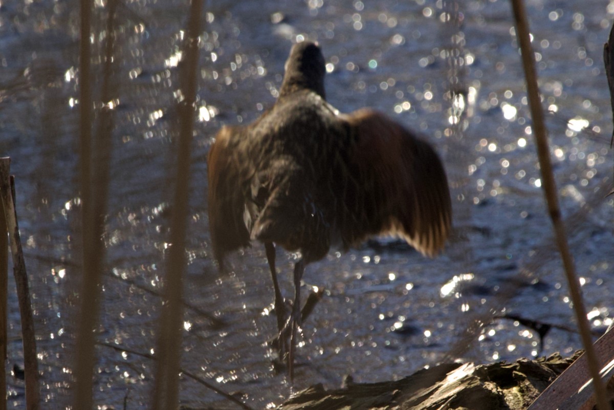 Virginia Rail - ML618118890