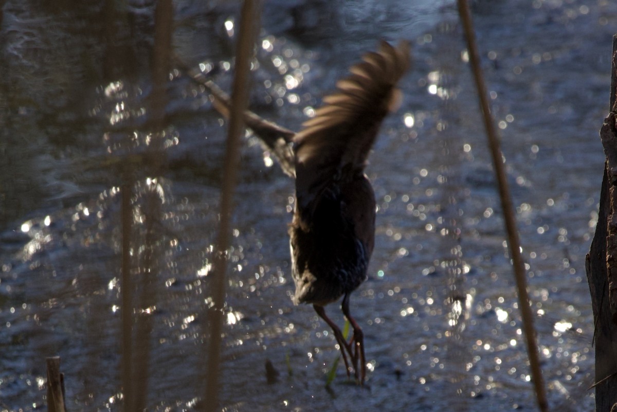 Virginia Rail - ML618118892