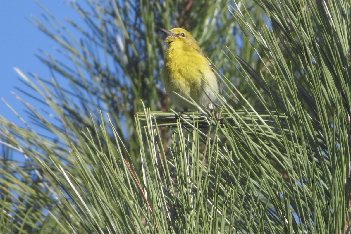 Pine Warbler - Chris Blomme