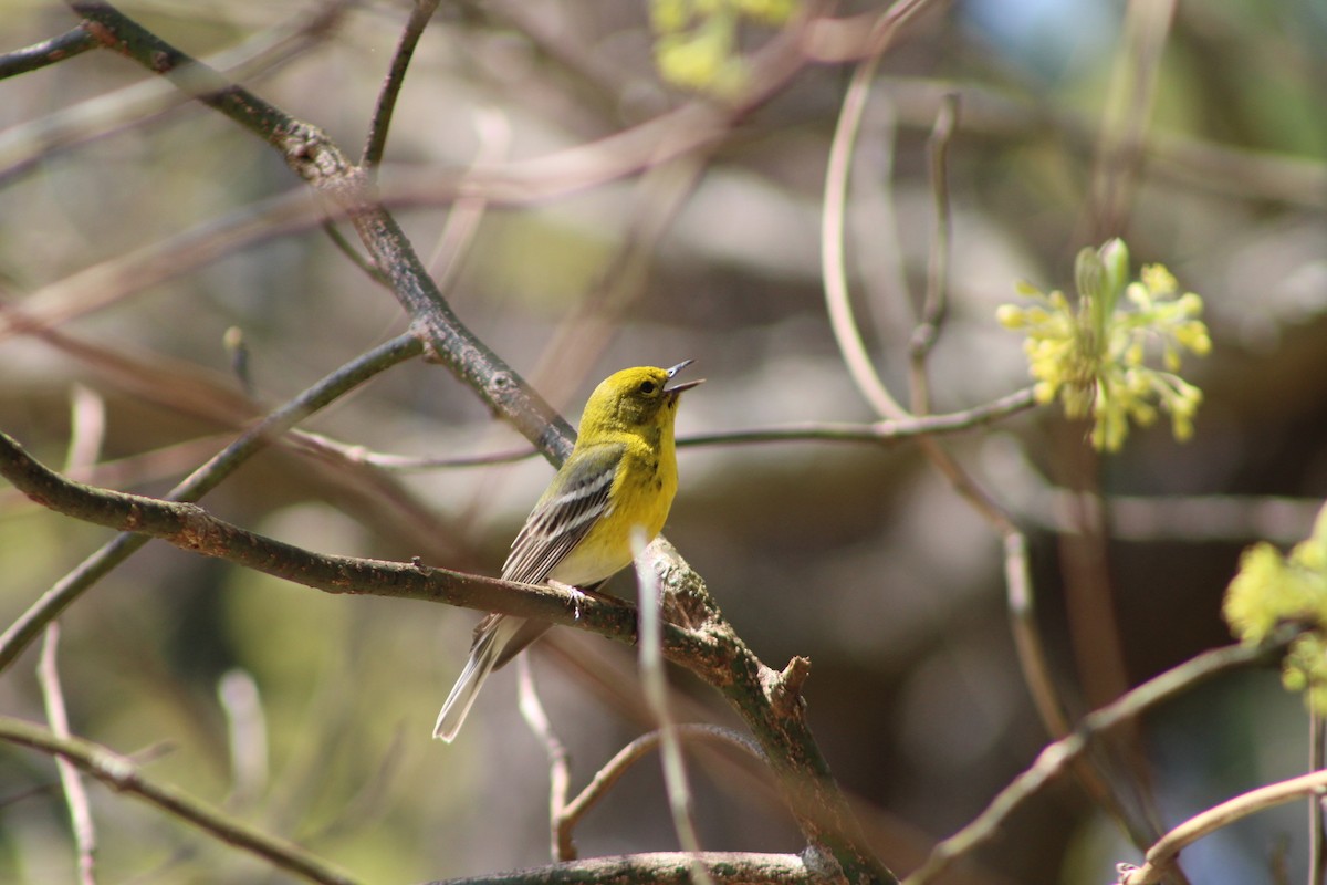 Pine Warbler - ML618118899