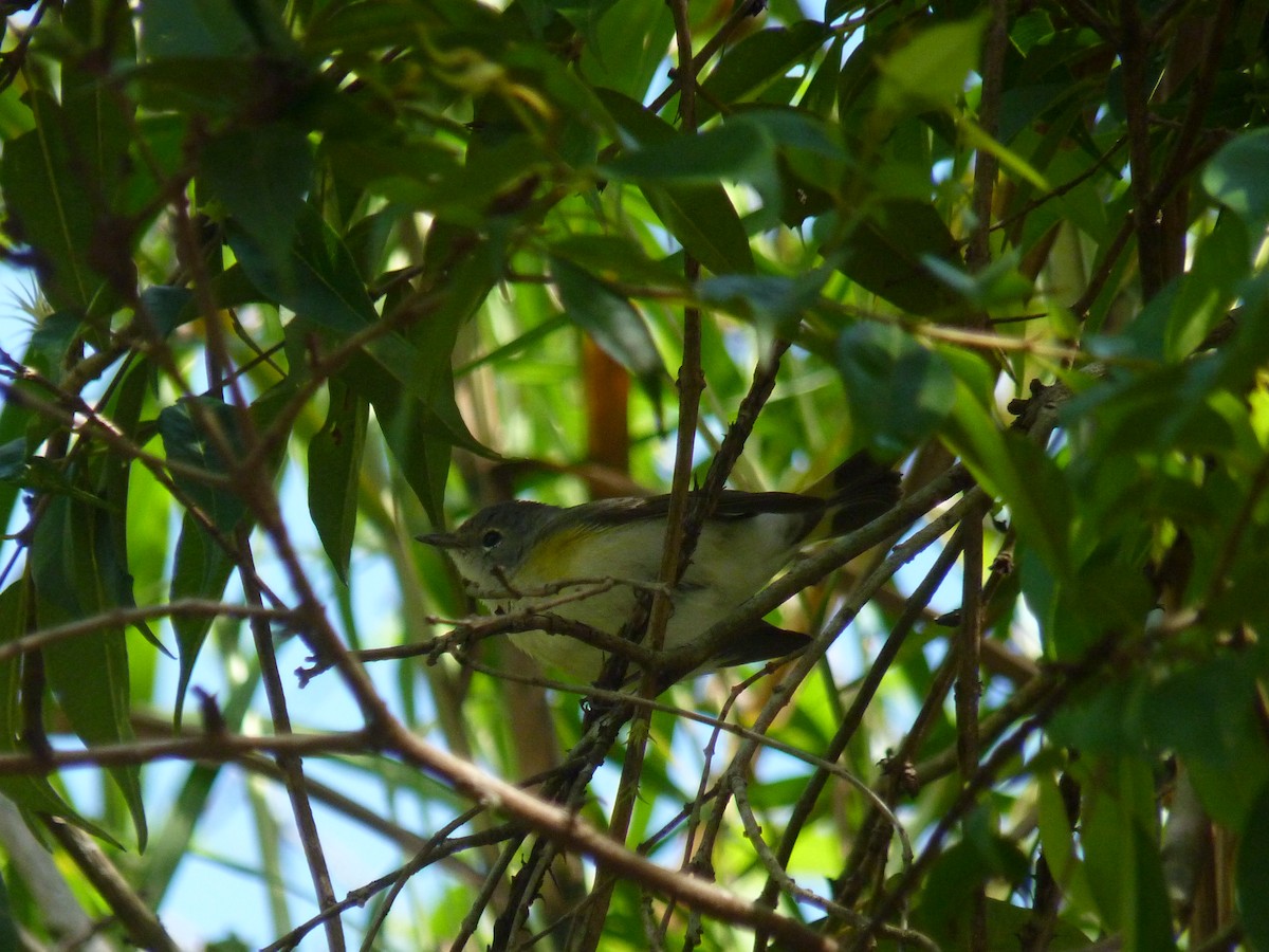 American Redstart - Rafael Cuevas