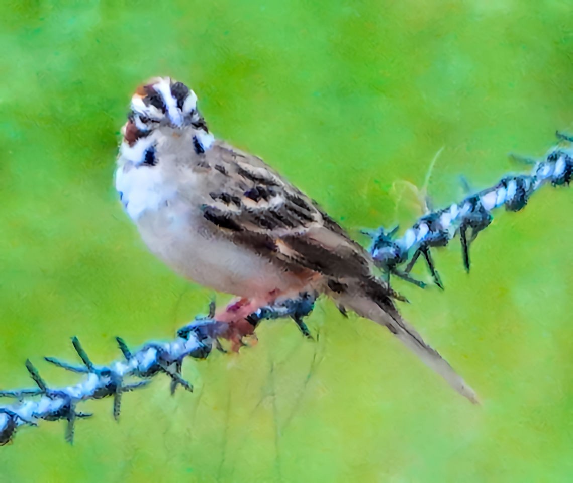 Bruant à joues marron - ML618118910