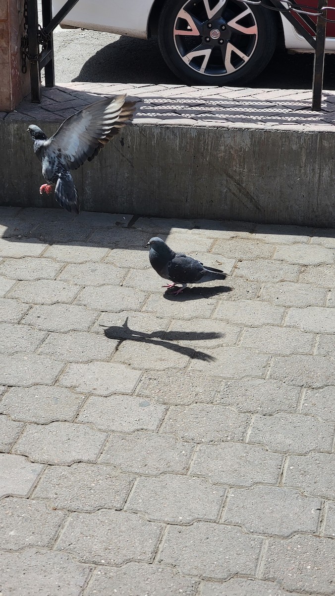 Rock Pigeon (Feral Pigeon) - Dennis Sawatzki
