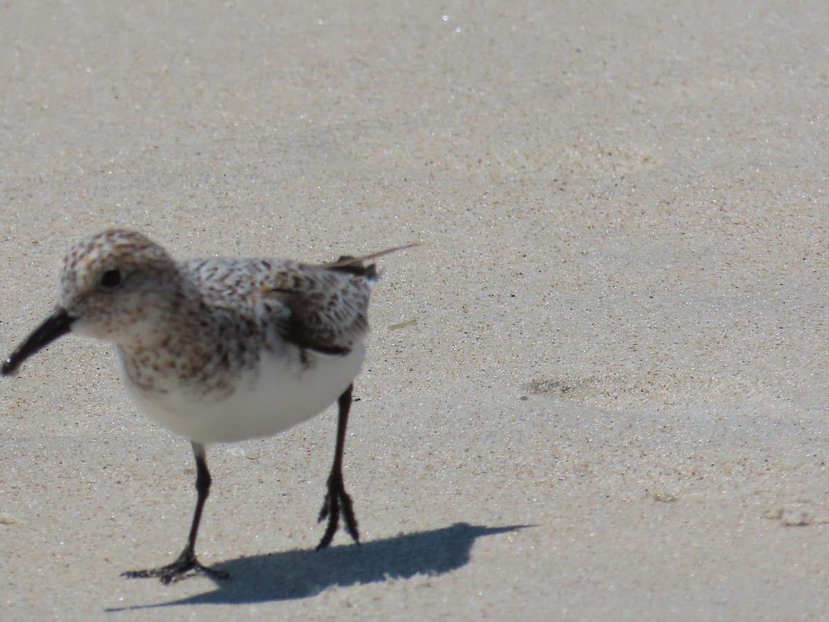 Sanderling - Mayte Torres