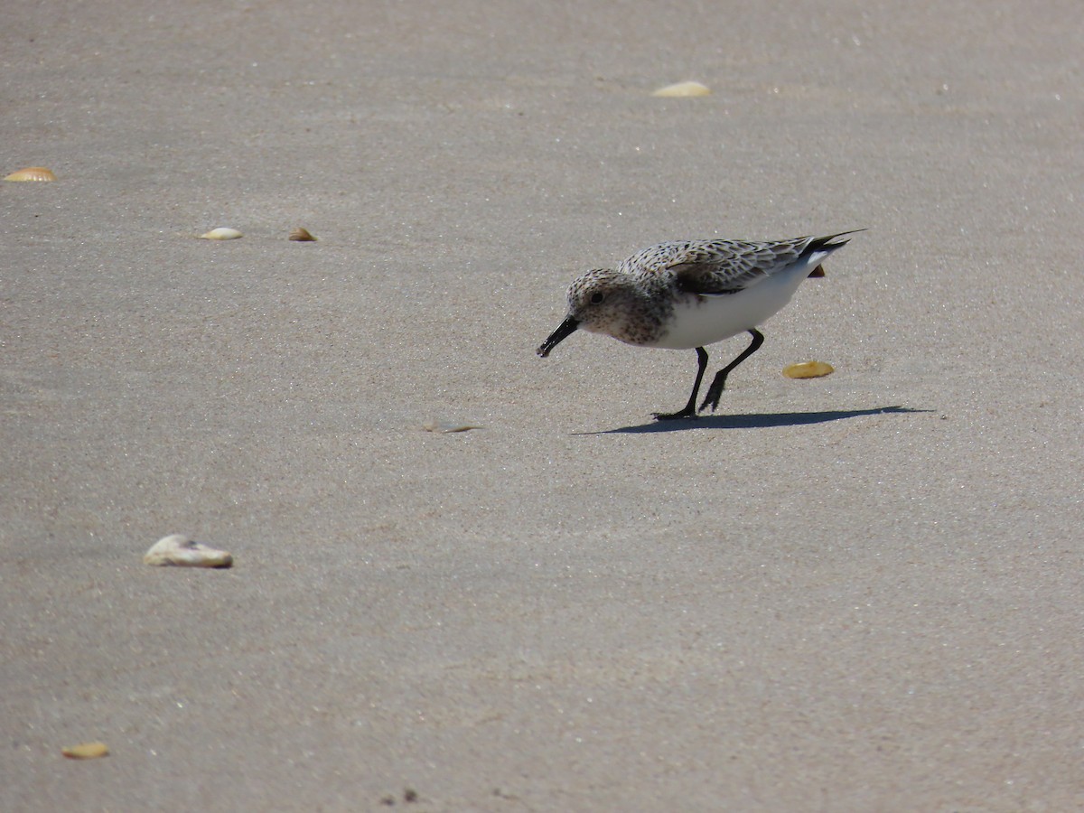 Sanderling - Mayte Torres