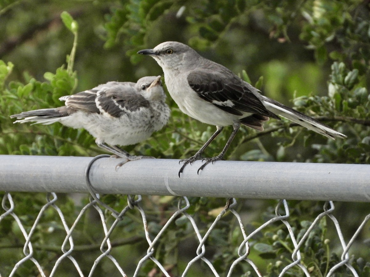 Northern Mockingbird - Martha Cartwright