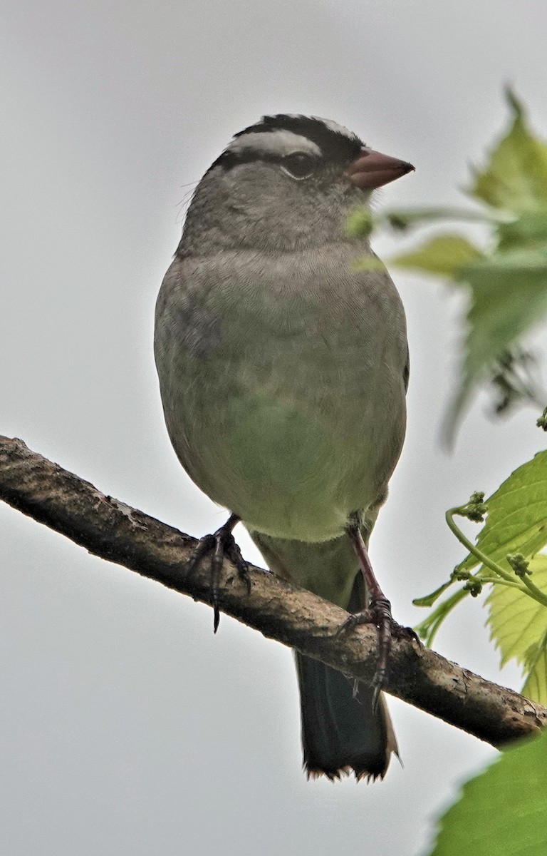 White-crowned Sparrow - Doug Wassmer