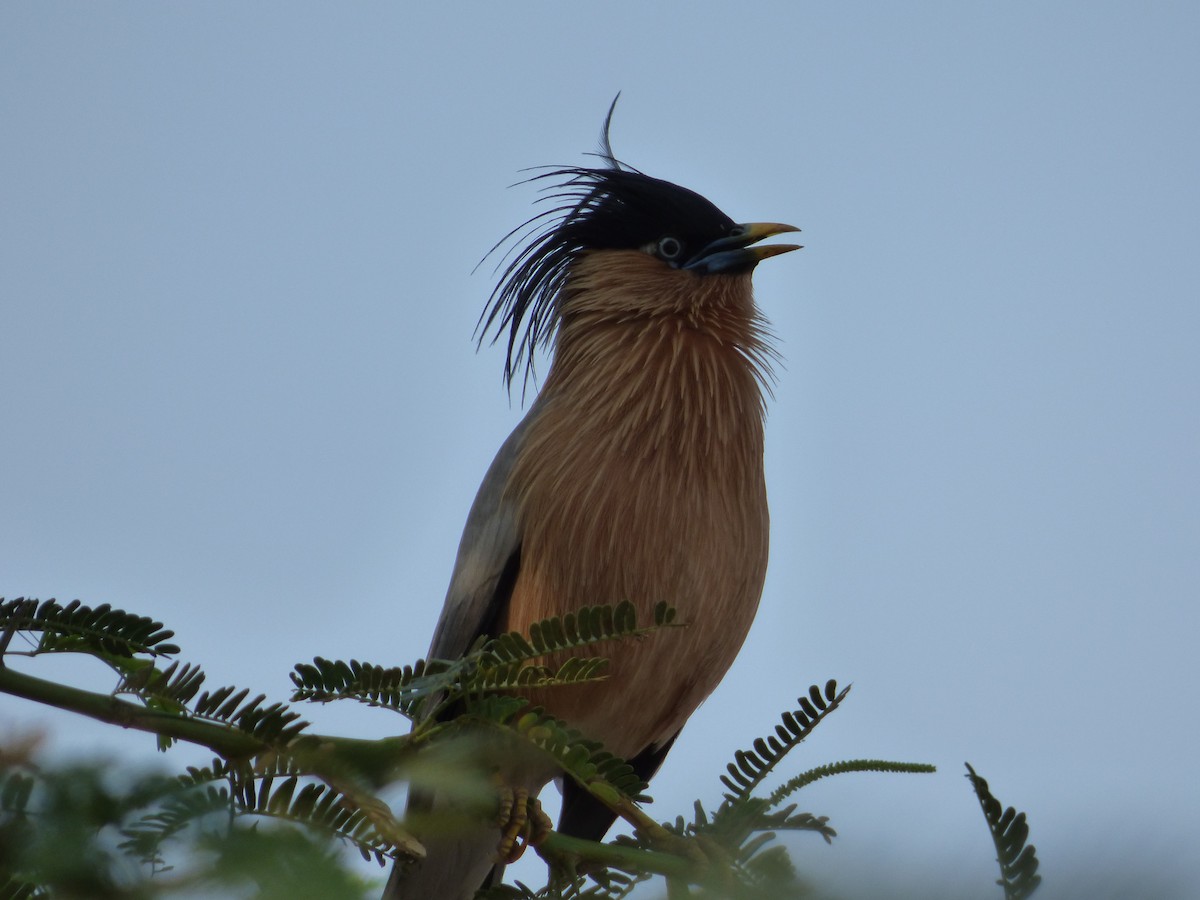 Brahminy Starling - ML618118970