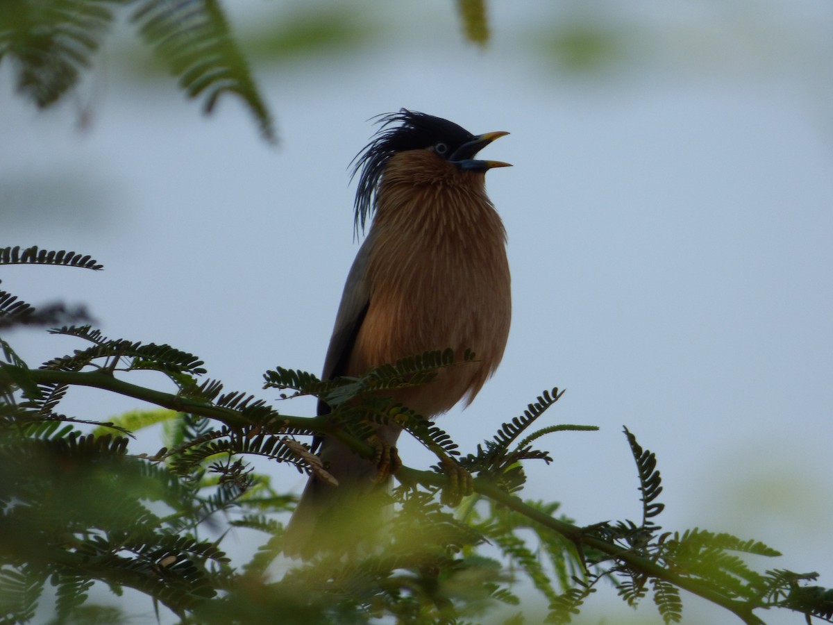 Brahminy Starling - ML618118971