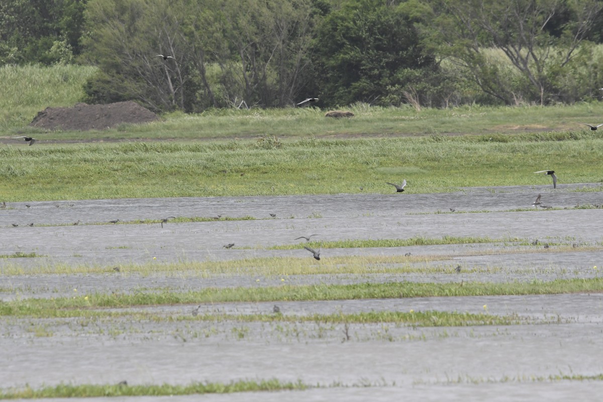 Black Tern - Peter Billingham