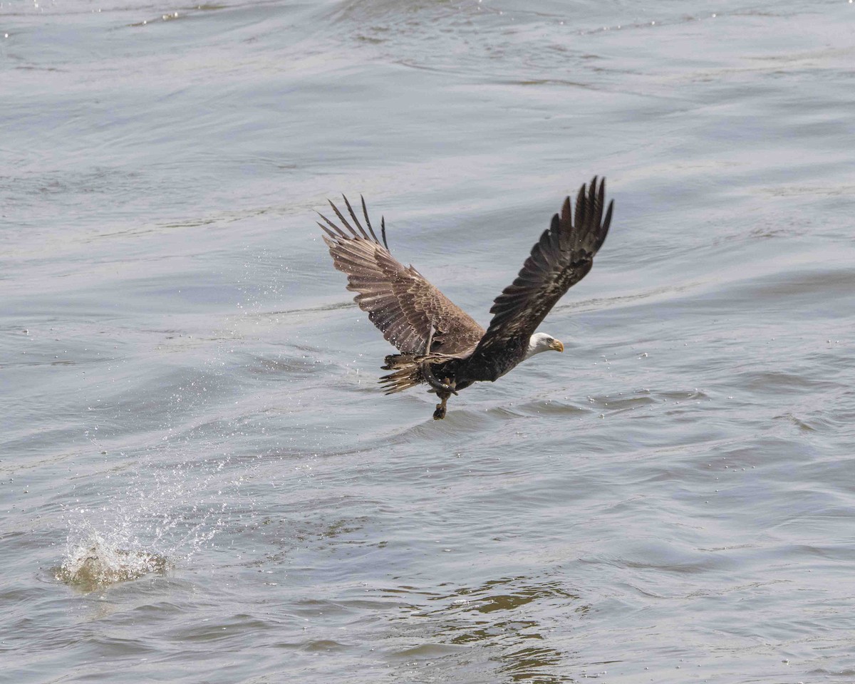 Bald Eagle - ML618118982