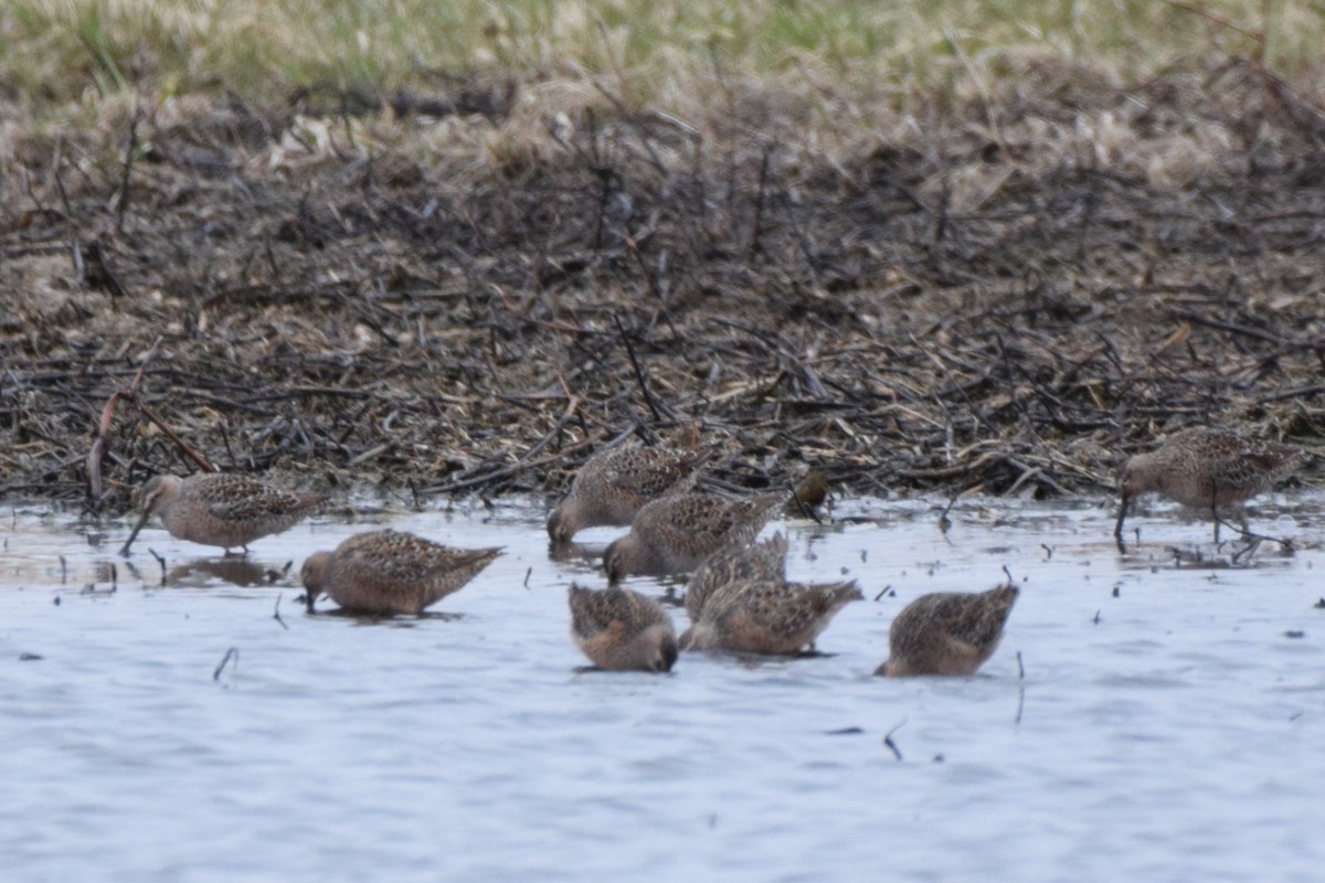 Long-billed Dowitcher - ML618118993