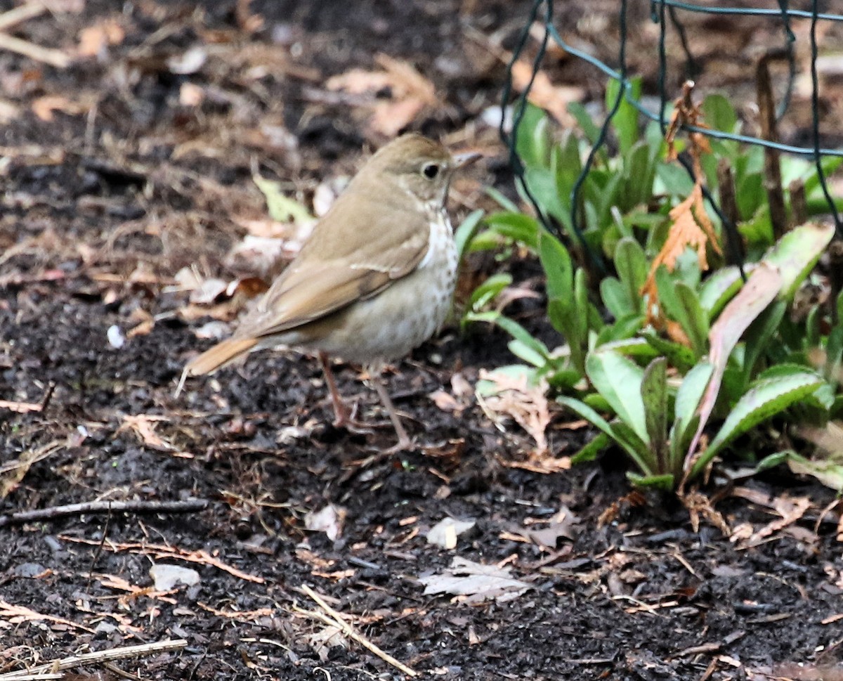 Hermit Thrush - Kernan Bell