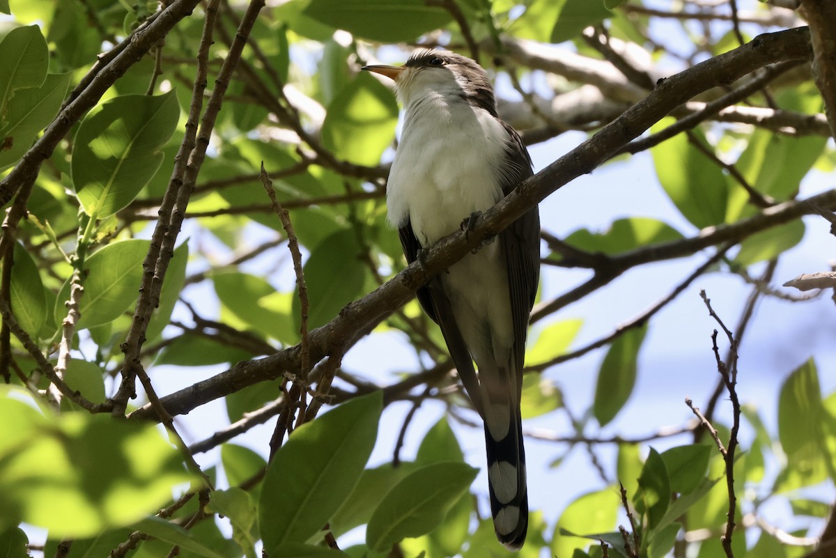 Yellow-billed Cuckoo - Alice Church