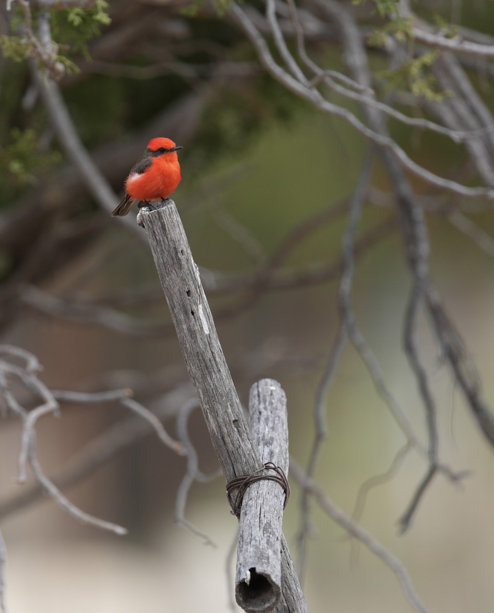 Vermilion Flycatcher - ML618119038