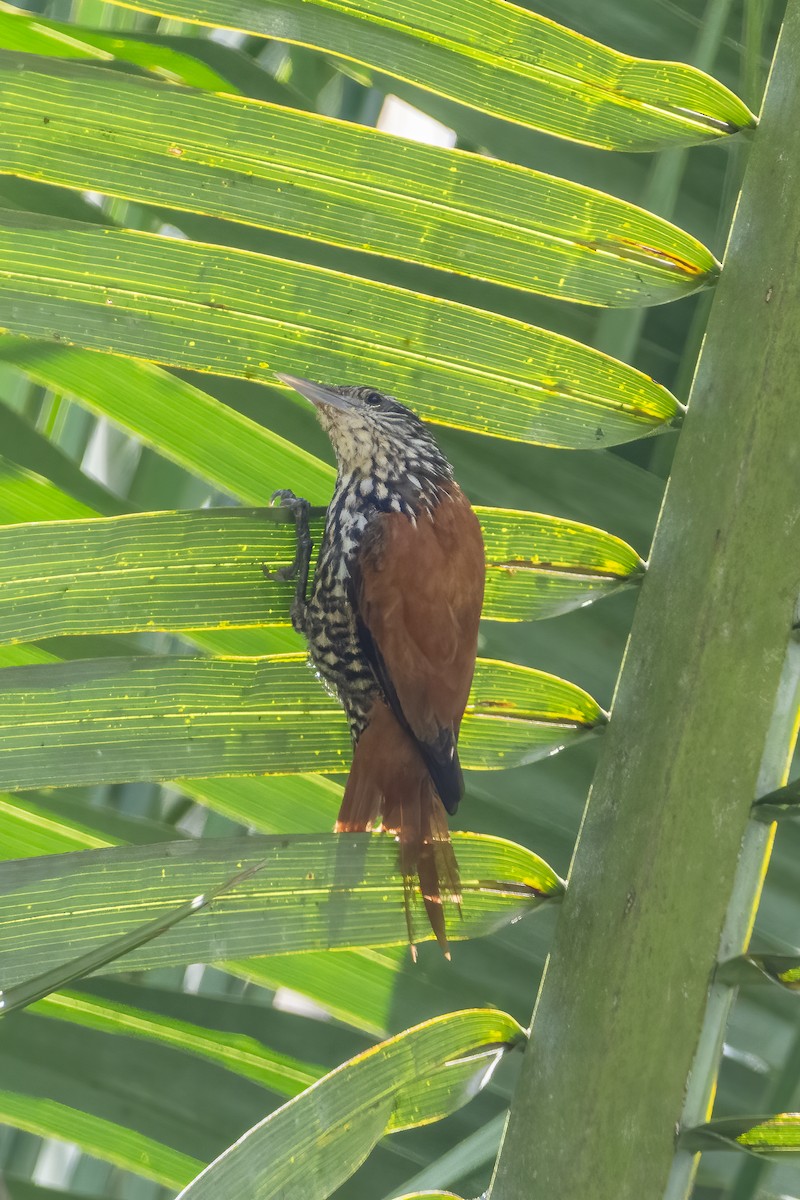 Palmsteiger - ML618119040