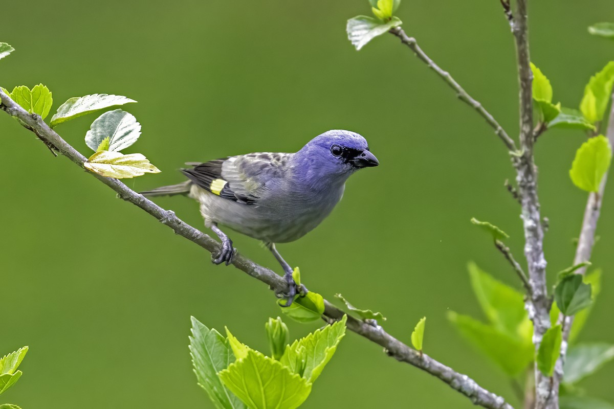 Yellow-winged Tanager - ML618119059