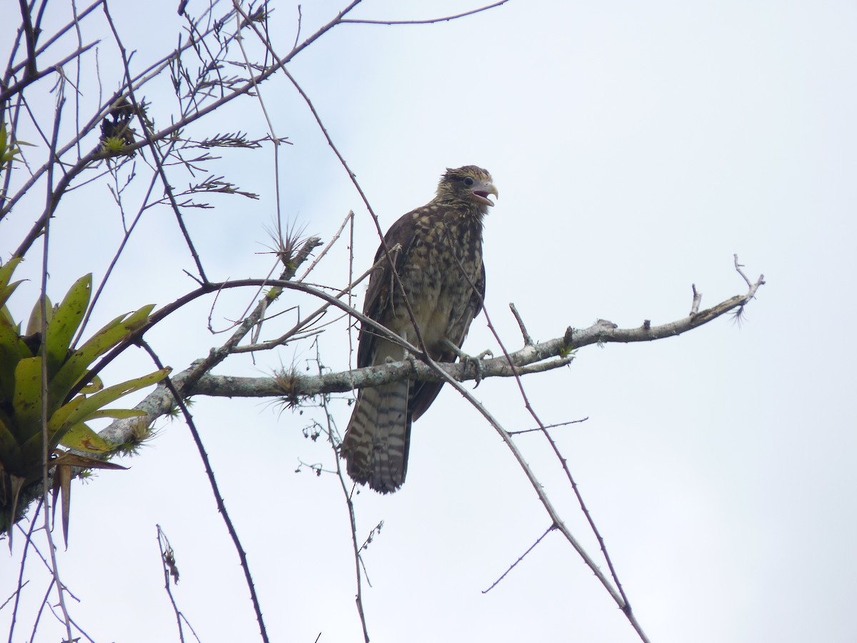 Yellow-headed Caracara - ML618119087