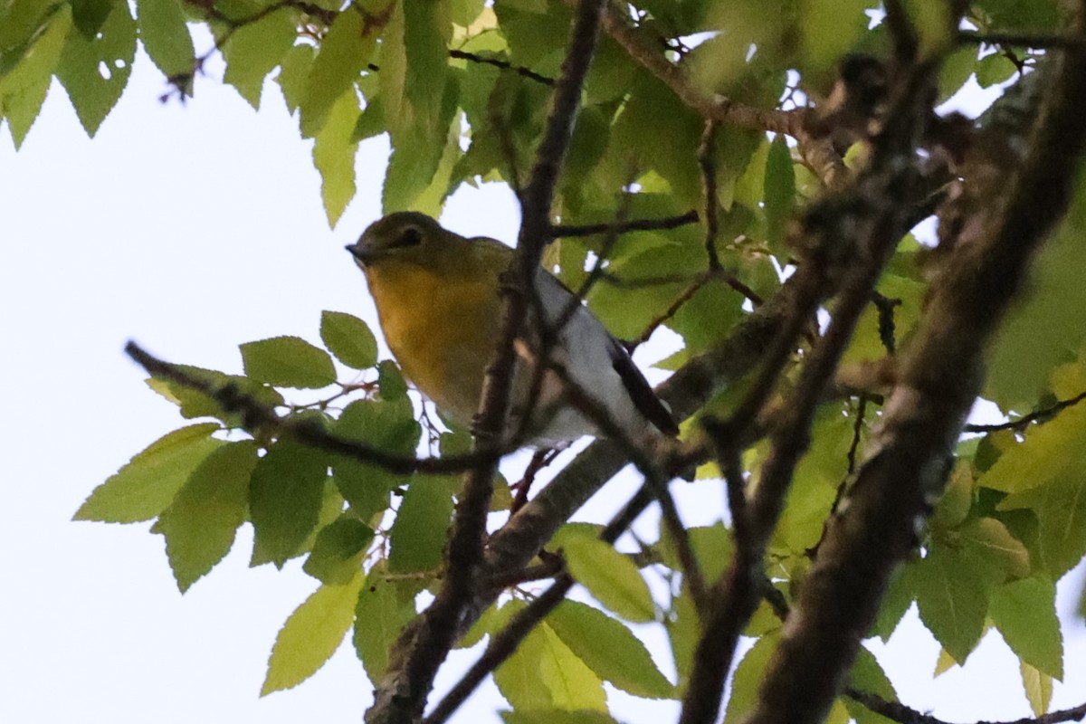 Yellow-throated Vireo - Kathy Richardson