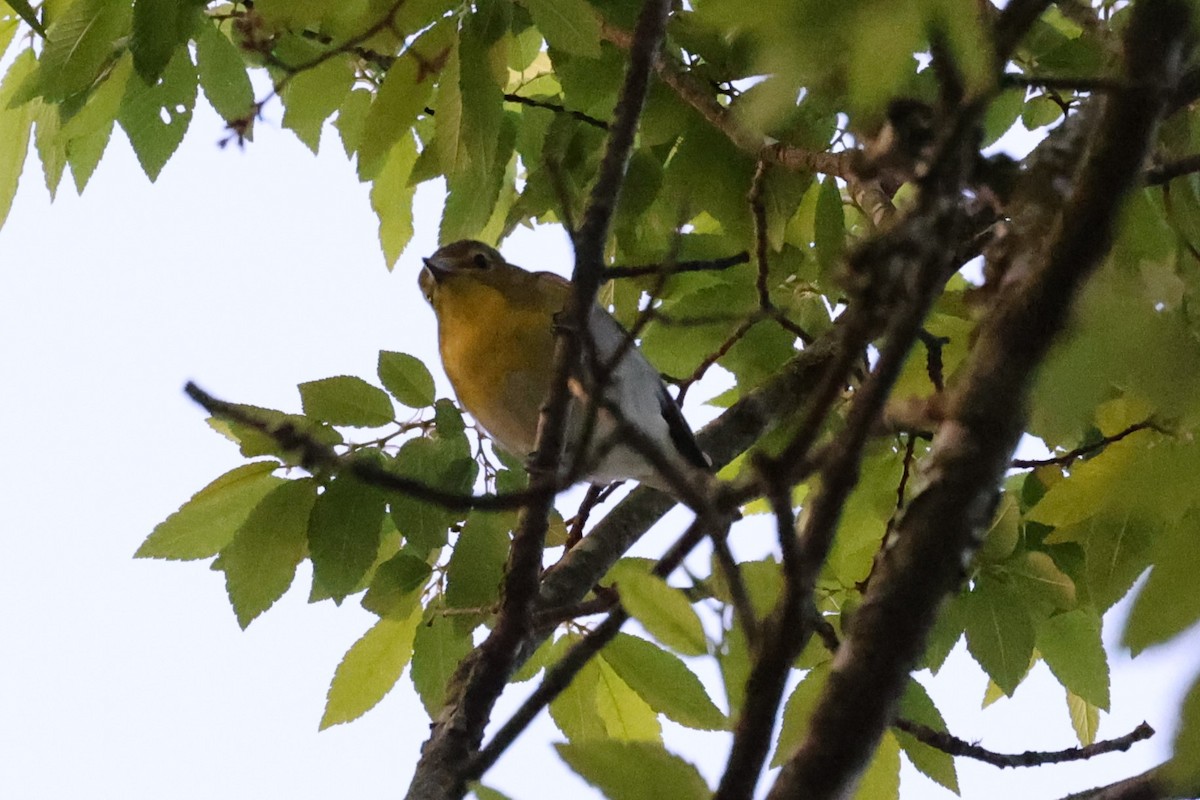 Yellow-throated Vireo - Kathy Richardson