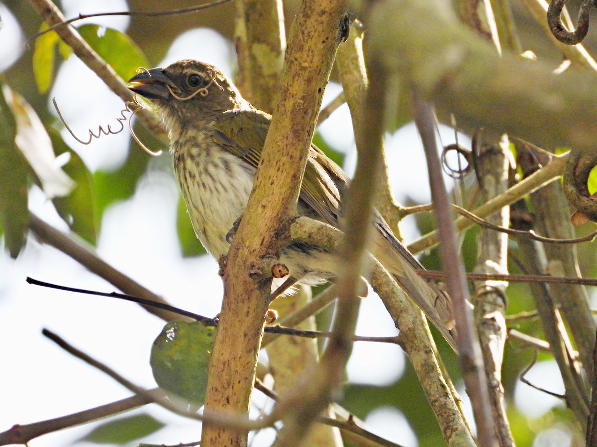 Streaked Saltator - Manuel Pérez R.