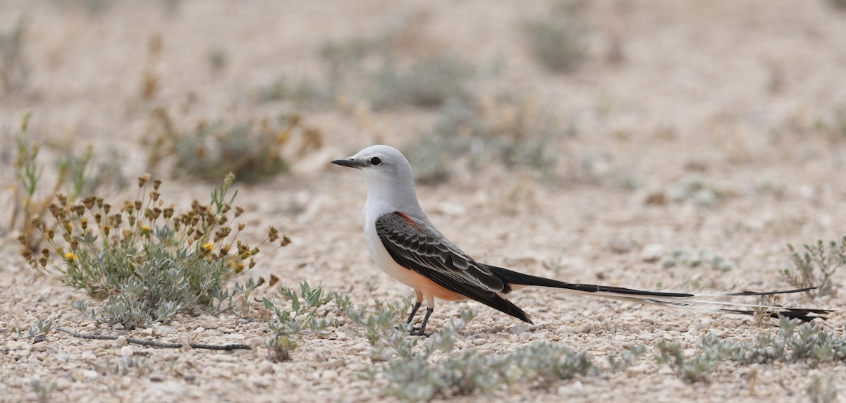 Scissor-tailed Flycatcher - Donald Estep