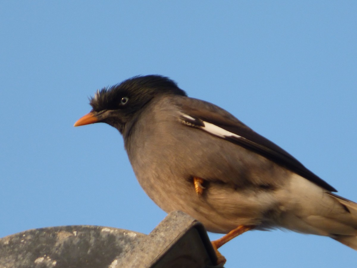 Jungle Myna - Ashok Kalburgi