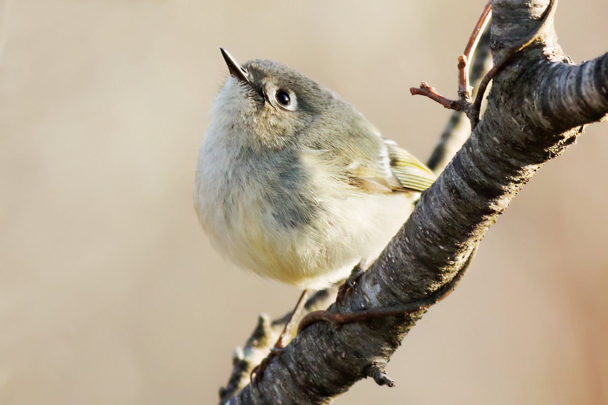 Ruby-crowned Kinglet - Gary Jarvis