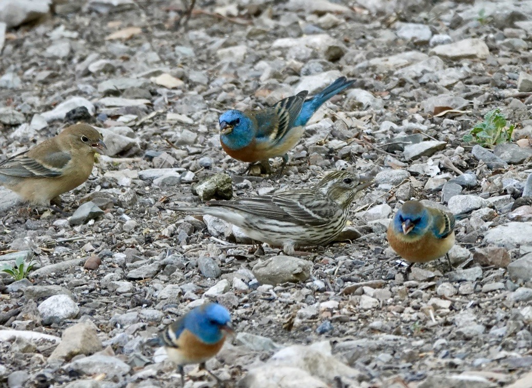 Cassin's Finch - ML618119184