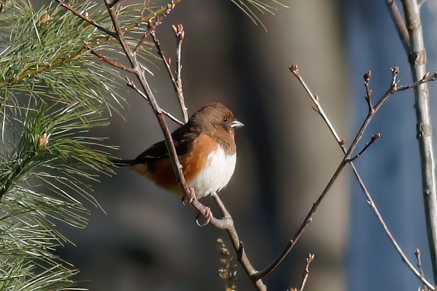 Eastern Towhee - Gary Jarvis